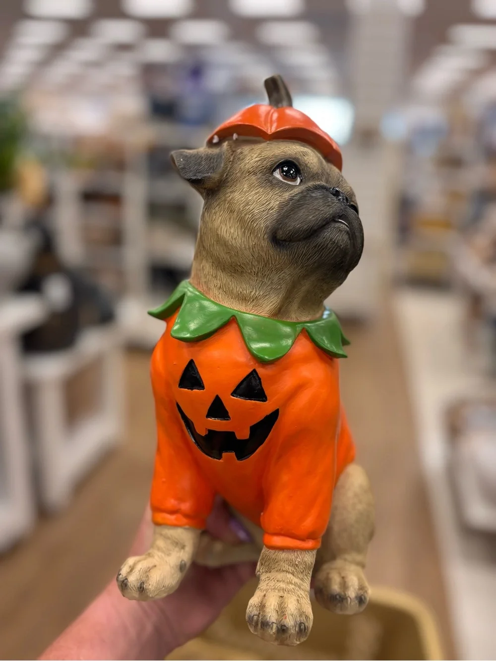 Viral Halloween fall pug dressed like a Pumpkin Orange